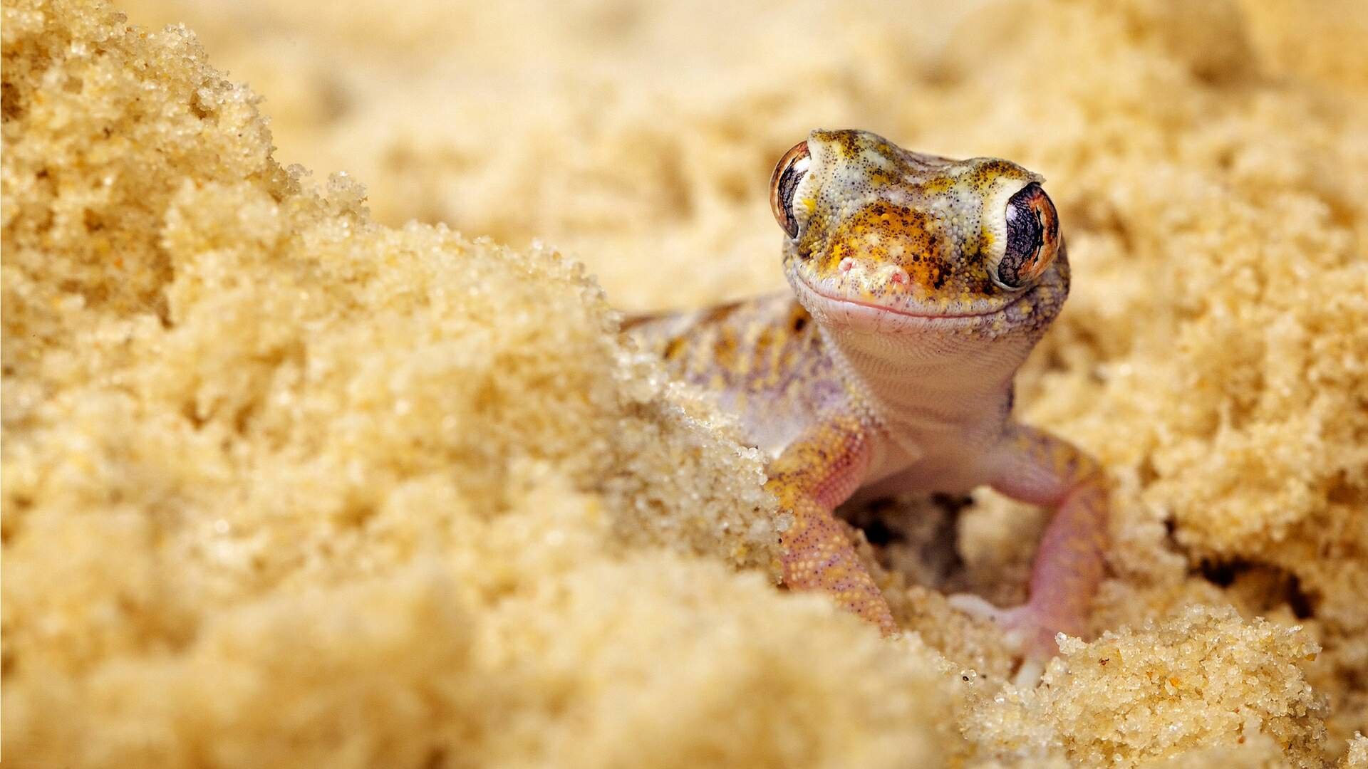 Free Gecko high quality background ID:114482 for 1080p desktop