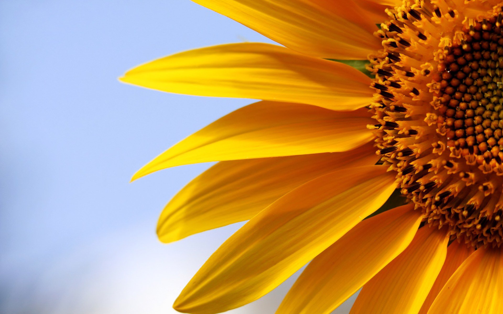 Awesome Sunflower free background ID:226538 for hd 1920x1200 PC