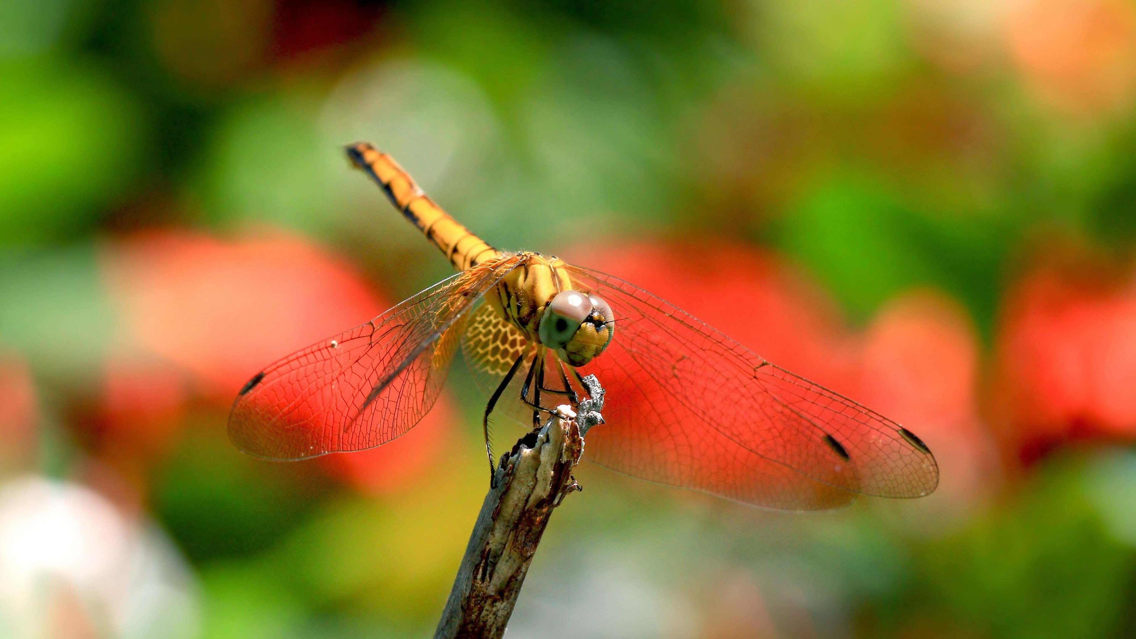 Download uhd 4k Dragonfly PC background ID:467687 for free