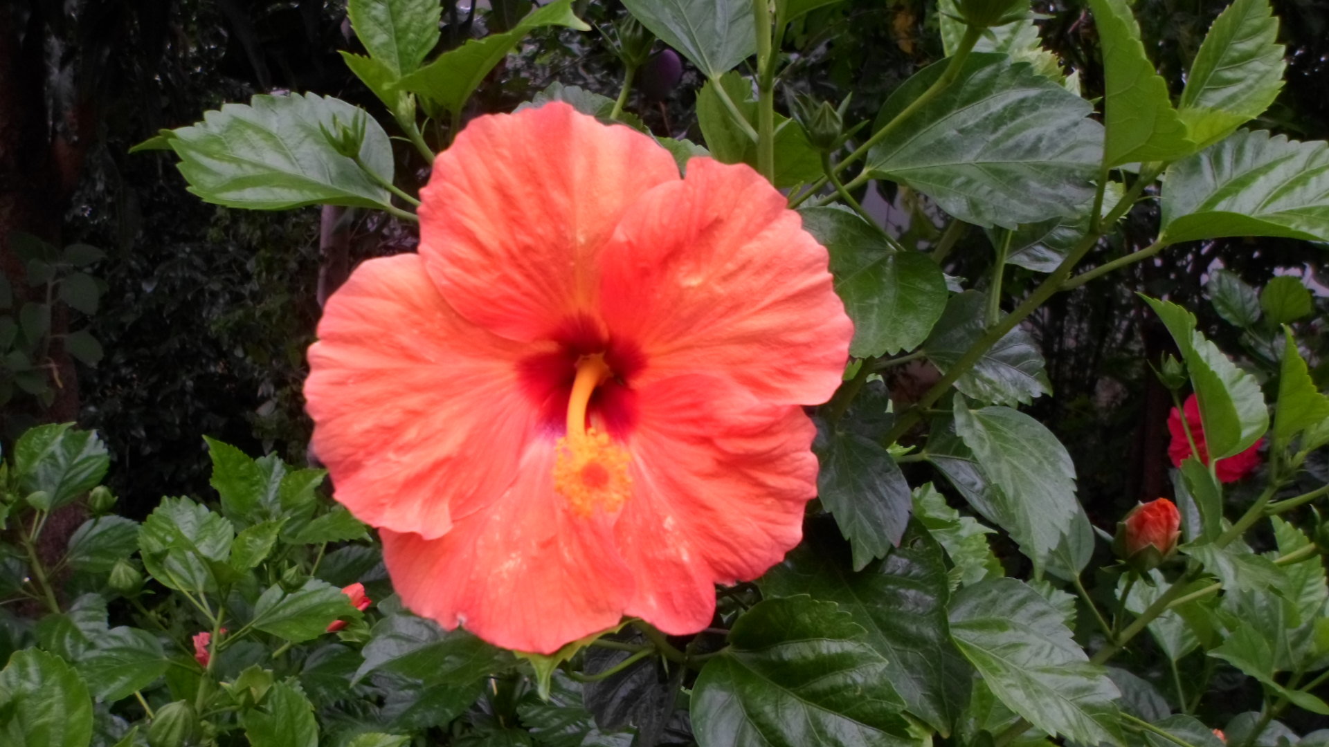 Free Hibiscus high quality background ID:24462 for full hd 1920x1080 PC