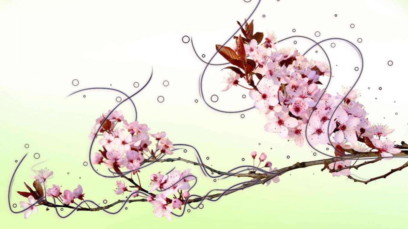 Free Blossom high quality wallpaper ID:332726 for 1366x768 laptop desktop