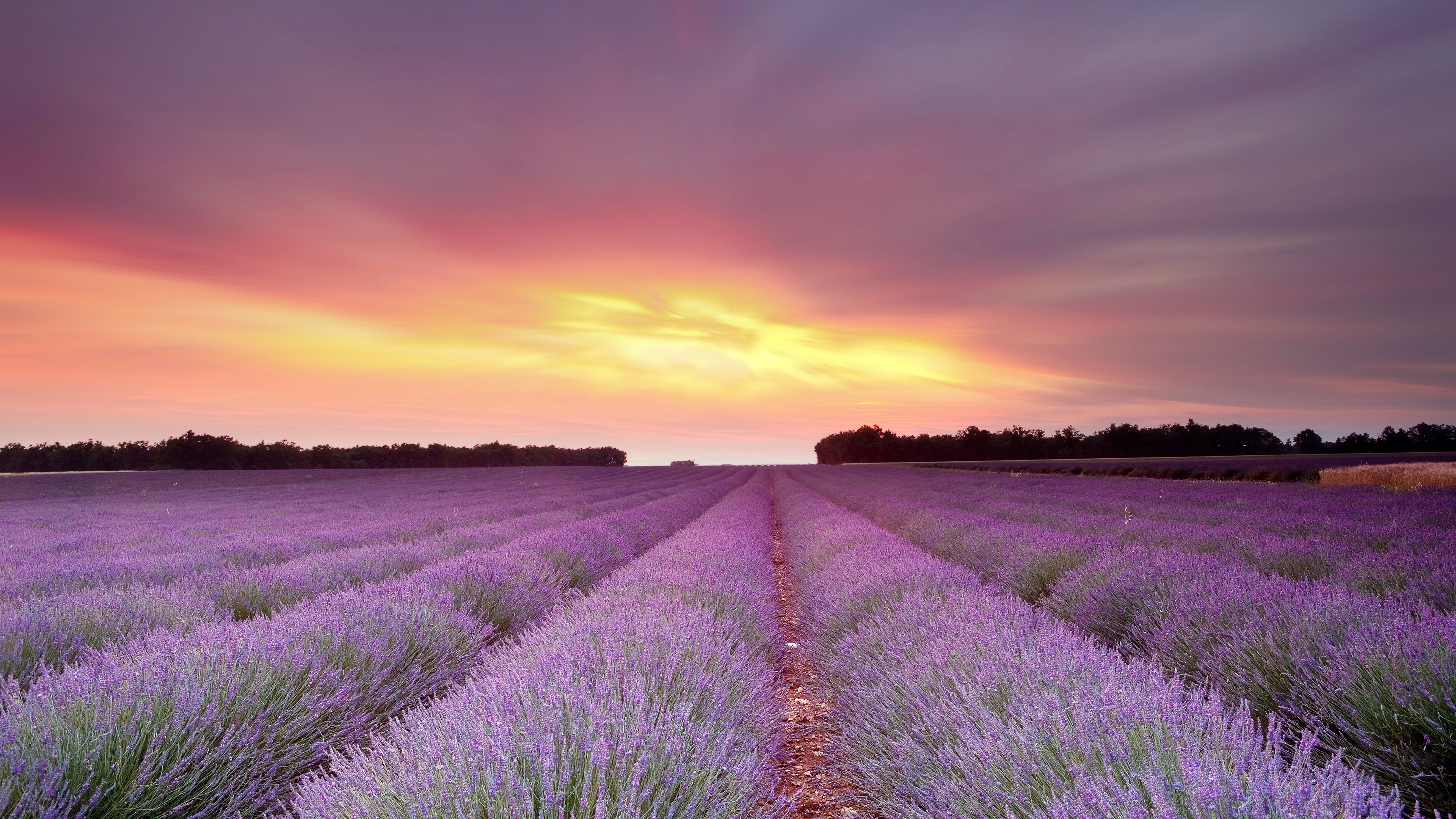 Download hd 4k Lavender computer background ID:67447 for free