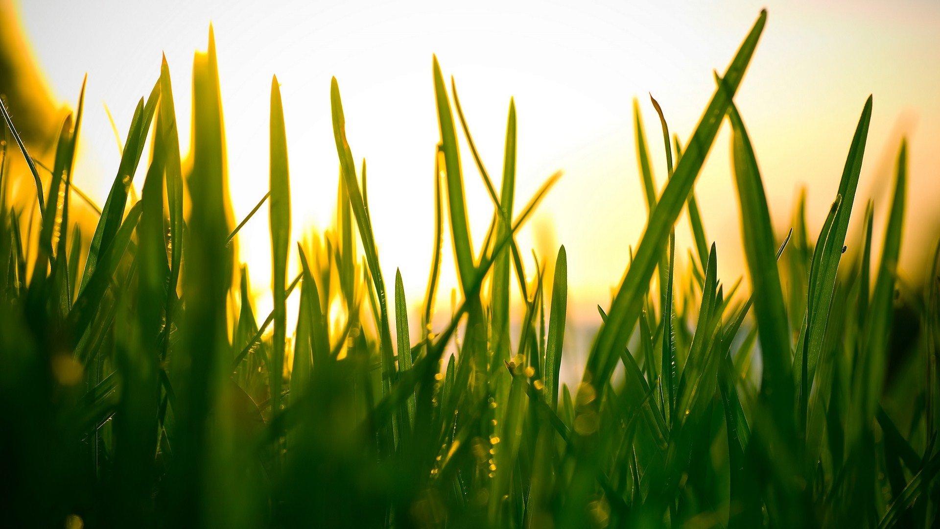 Best Grass background ID:377740 for High Resolution hd 1920x1080 PC