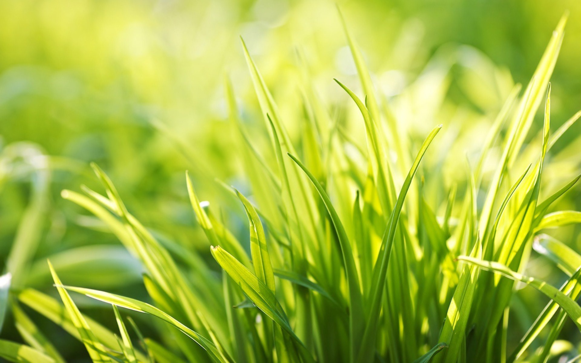 Free download Grass wallpaper ID:378060 hd 1920x1200 for PC