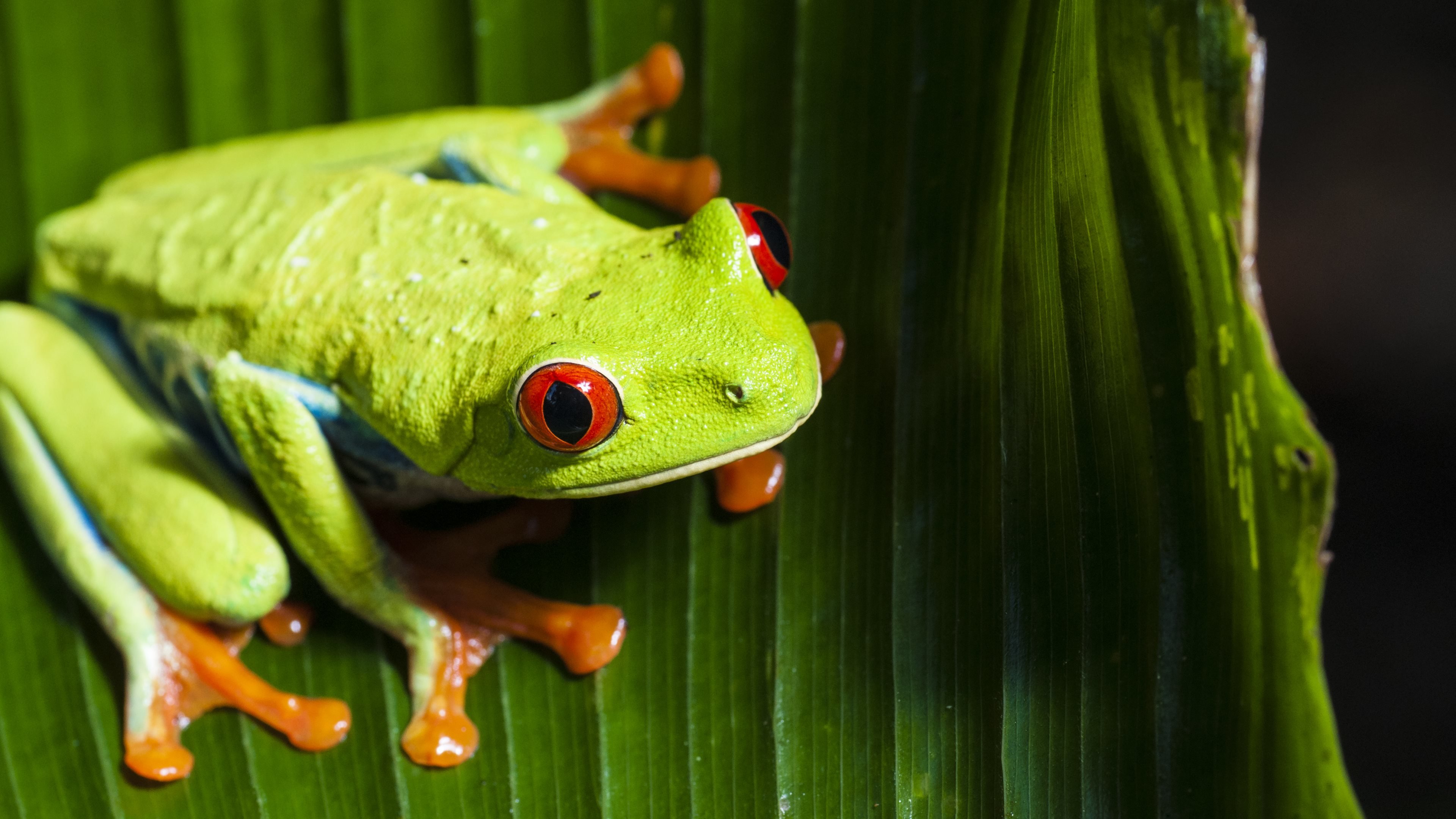 Best Red Eyed Tree Frog background ID:20209 for High Resolution hd 4k PC