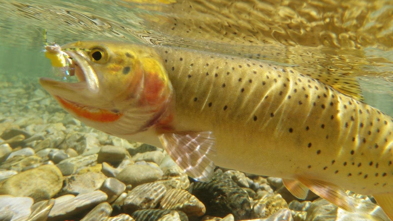 Awesome Trout free wallpaper ID:184688 for laptop PC