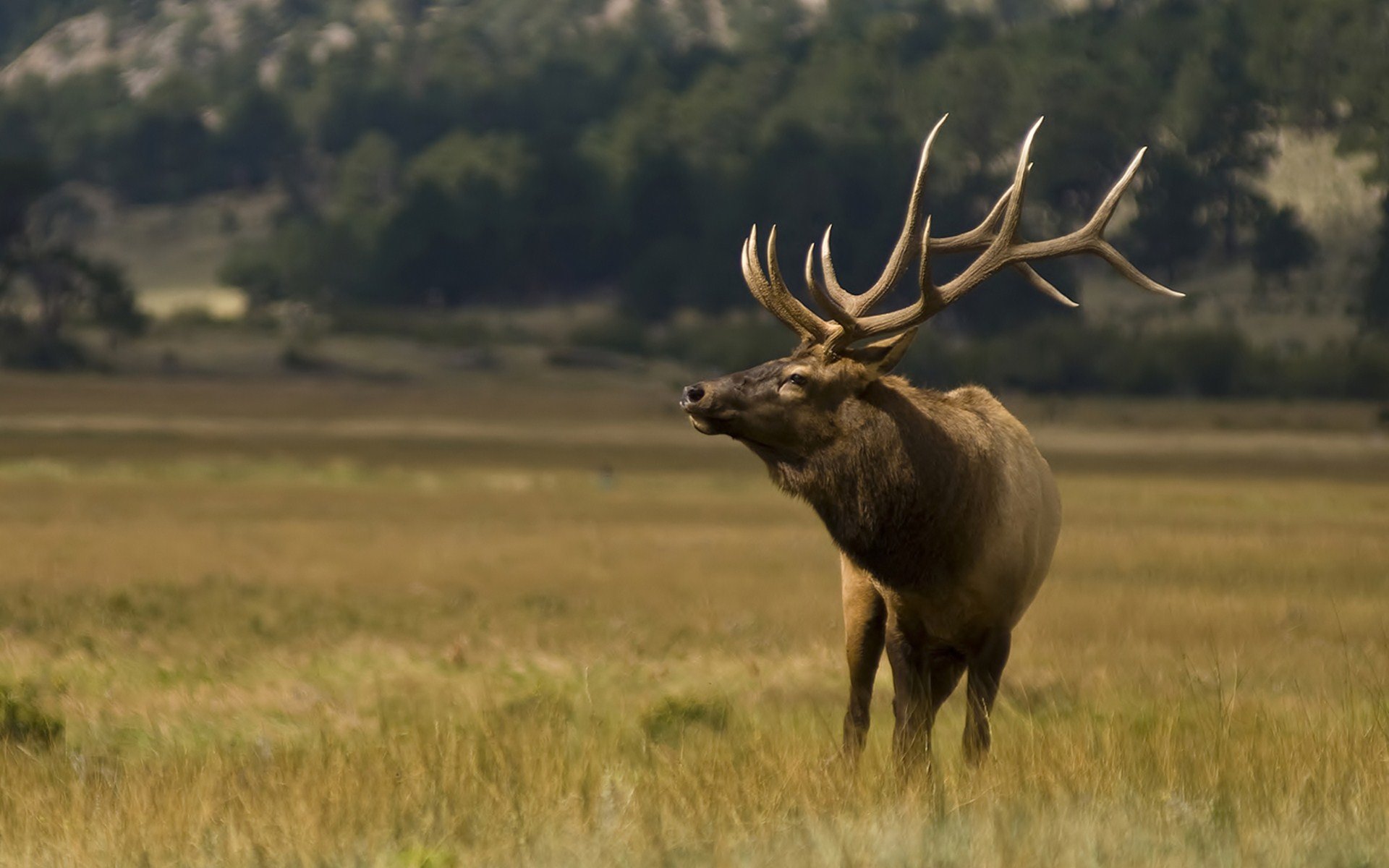 Free Elk high quality background ID:248462 for hd 1920x1200 computer
