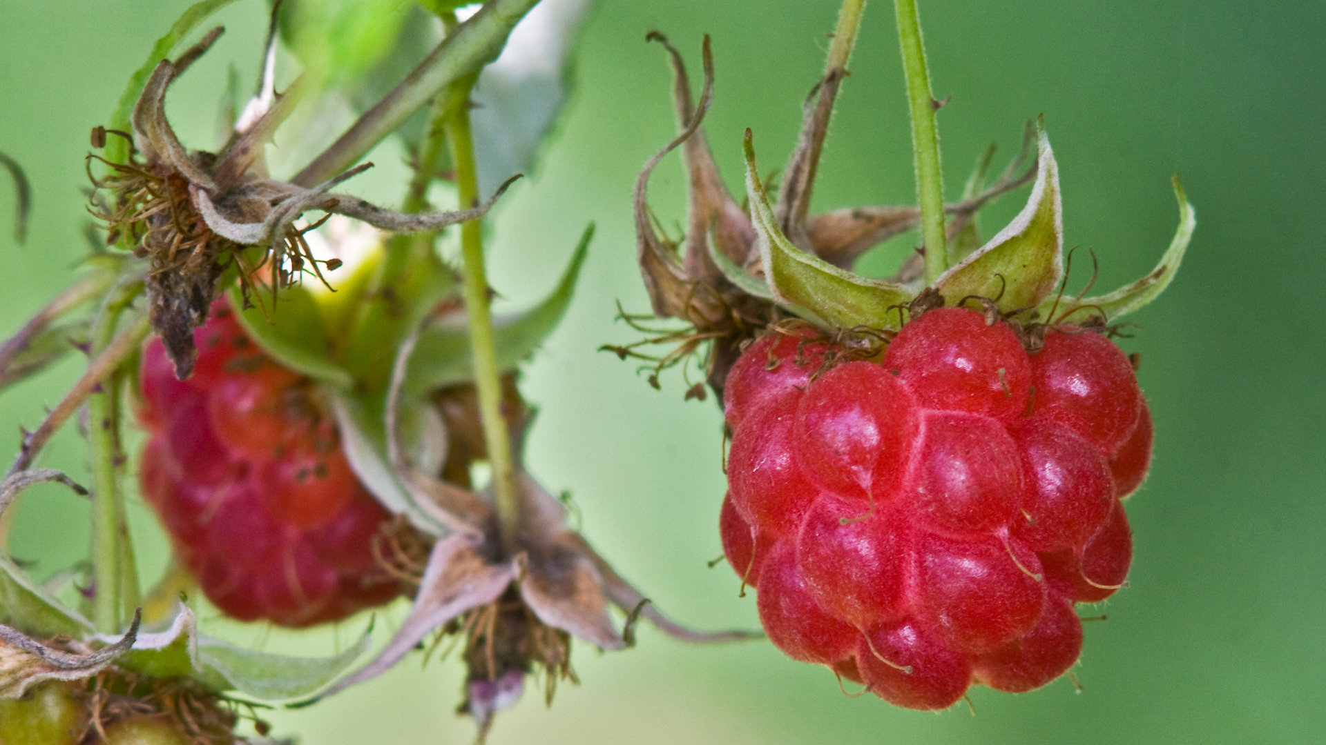 Free Raspberry high quality background ID:50191 for hd 1080p computer
