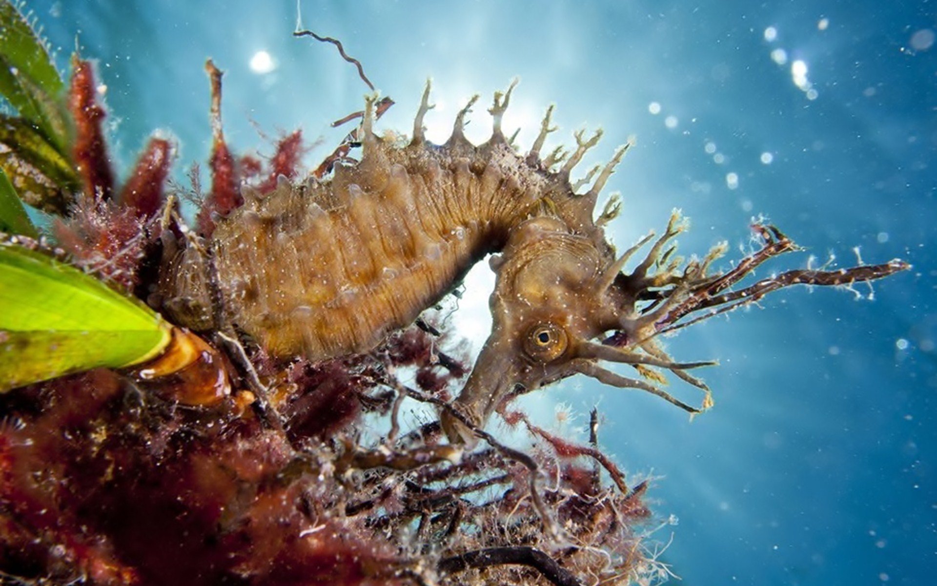 Free download Seahorse background ID:135836 hd 1920x1200 for desktop