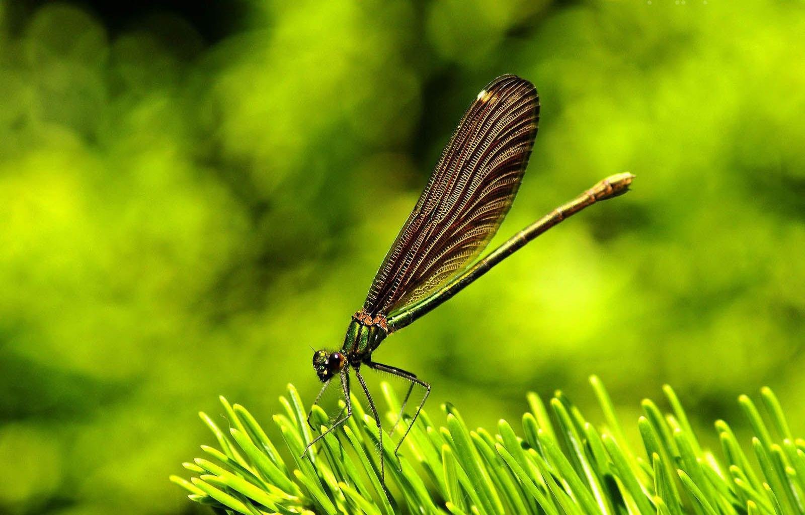 Download hd 1600x1024 Dragonfly PC background ID:467688 for free