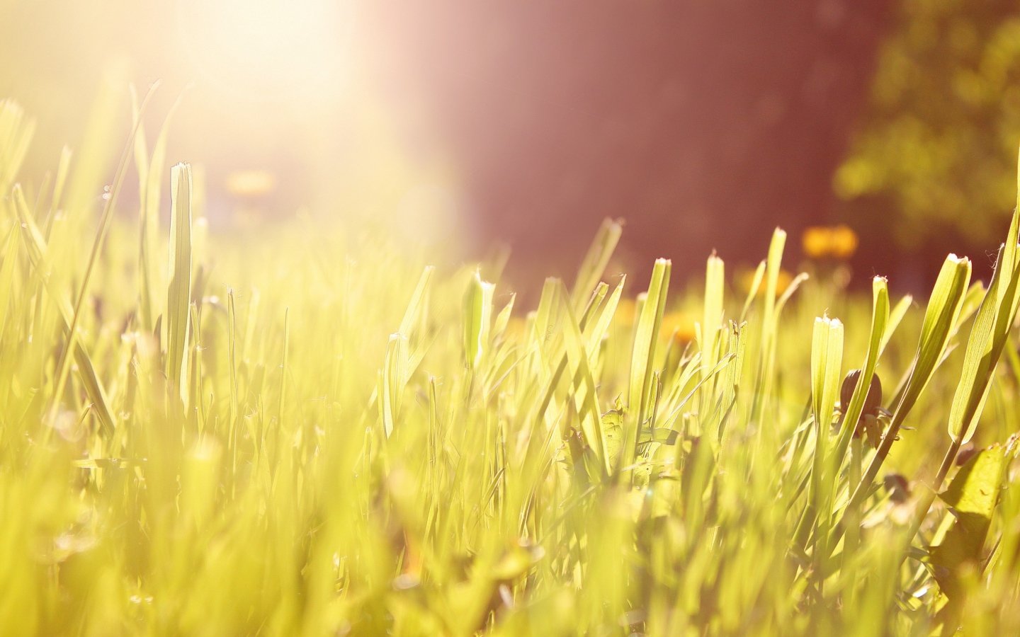 Free download Grass background ID:378001 hd 1440x900 for PC
