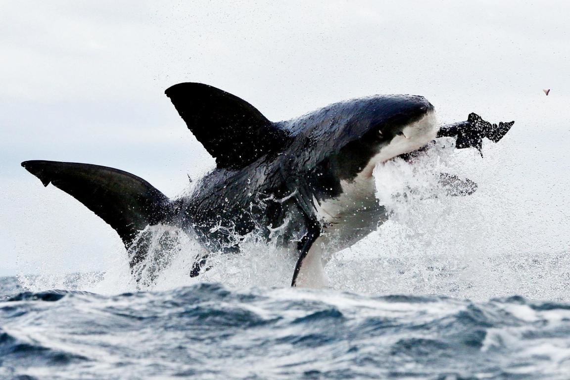 High resolution Great White Shark hd 1152x768 wallpaper ID:374698 for computer