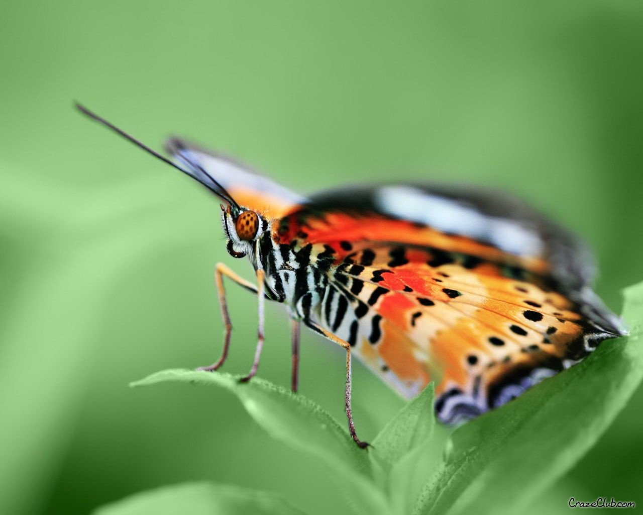 High resolution Butterfly hd 1280x1024 background ID:168251 for computer