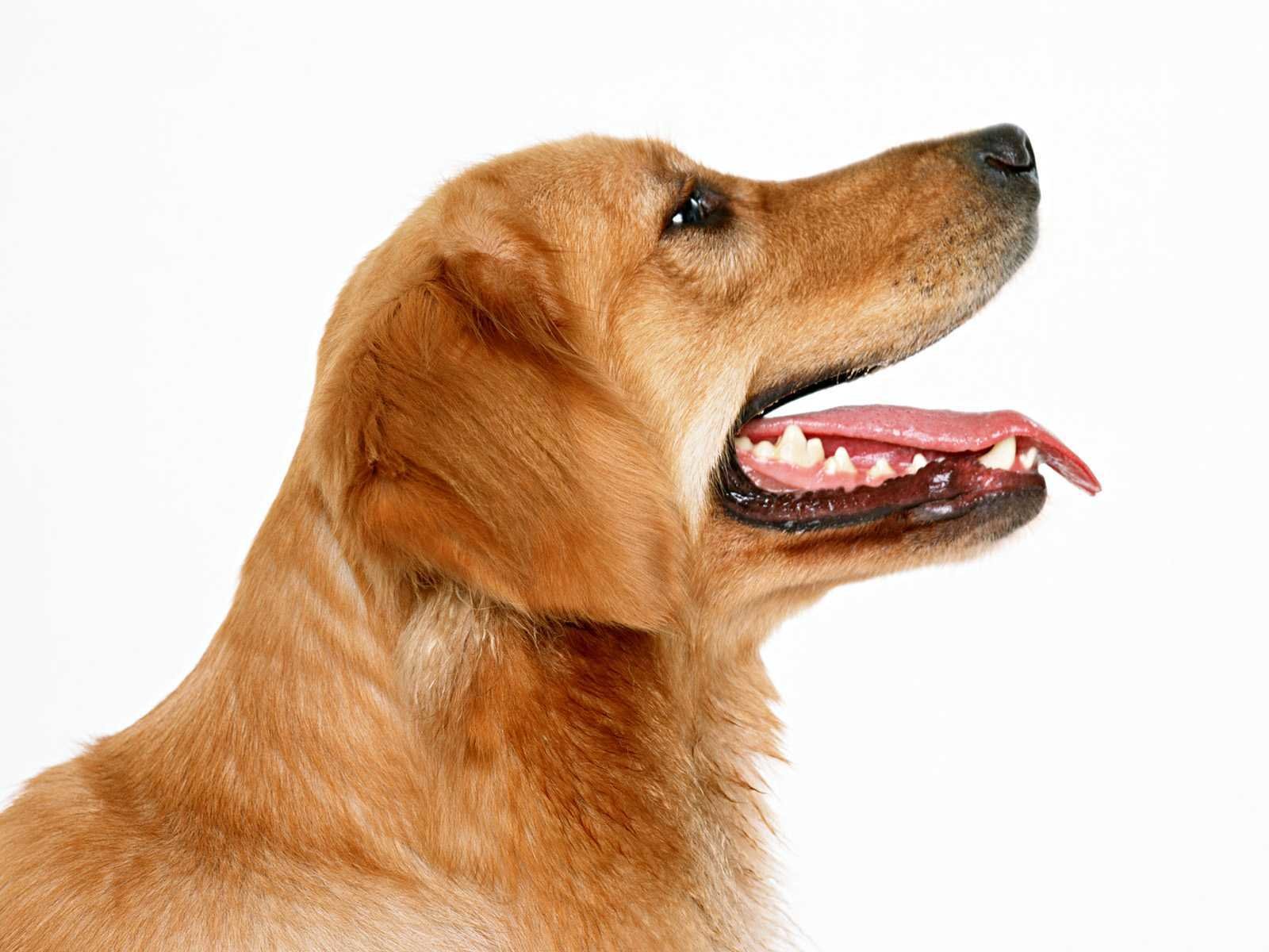 Awesome Golden Retriever free background ID:211851 for hd 1600x1200 computer