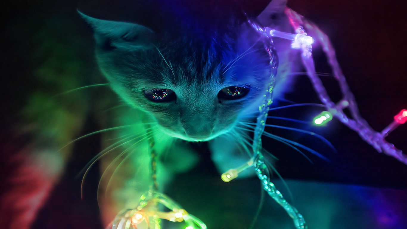 Awesome Kitten free background ID:429659 for 1366x768 laptop computer