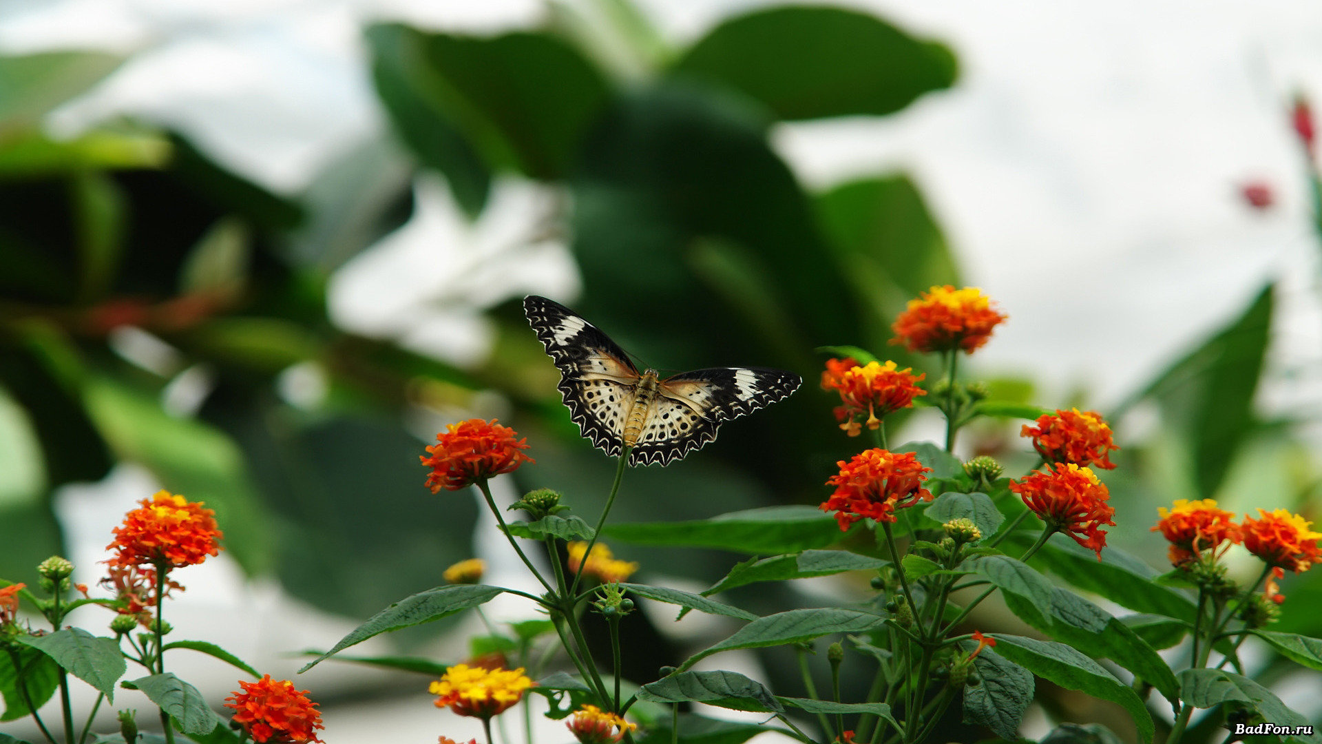 Free Butterfly high quality wallpaper ID:167715 for full hd PC