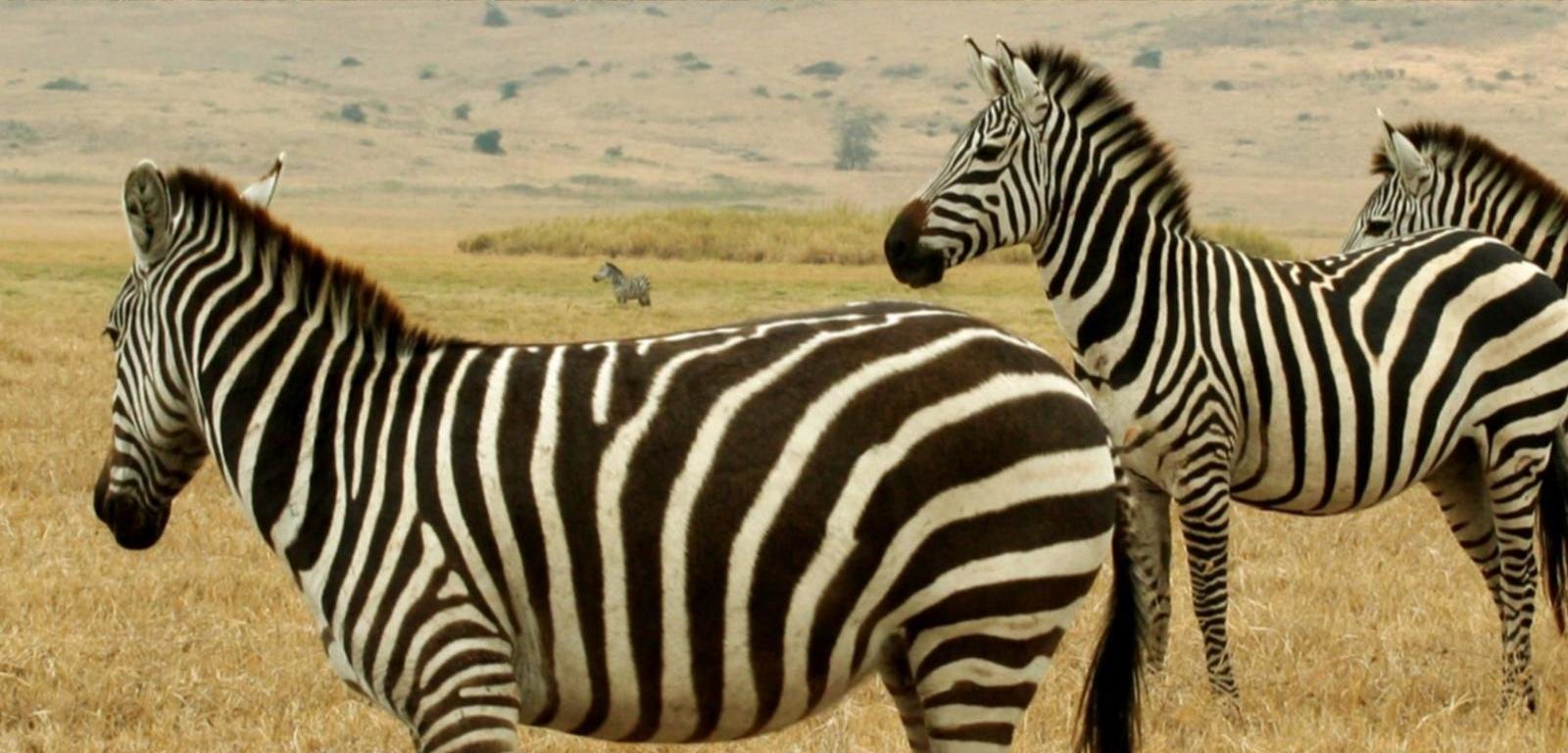 Awesome Zebra free wallpaper ID:73752 for hd 1600x768 computer