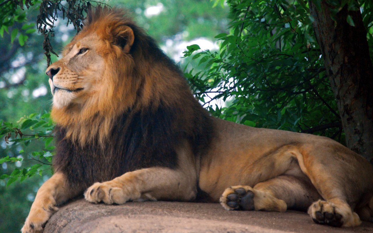 High resolution Lion hd 1280x800 background ID:255217 for computer