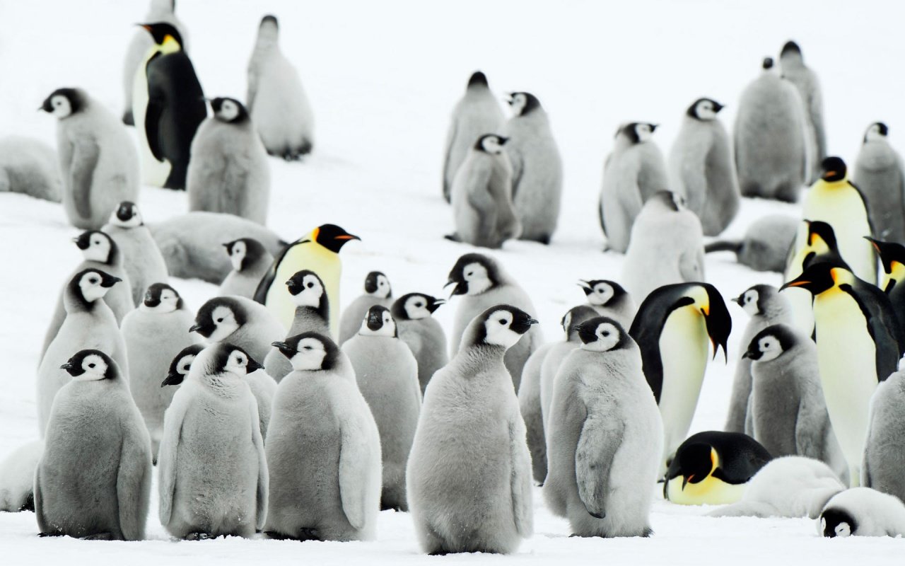 High resolution Penguin hd 1280x800 wallpaper ID:149283 for PC