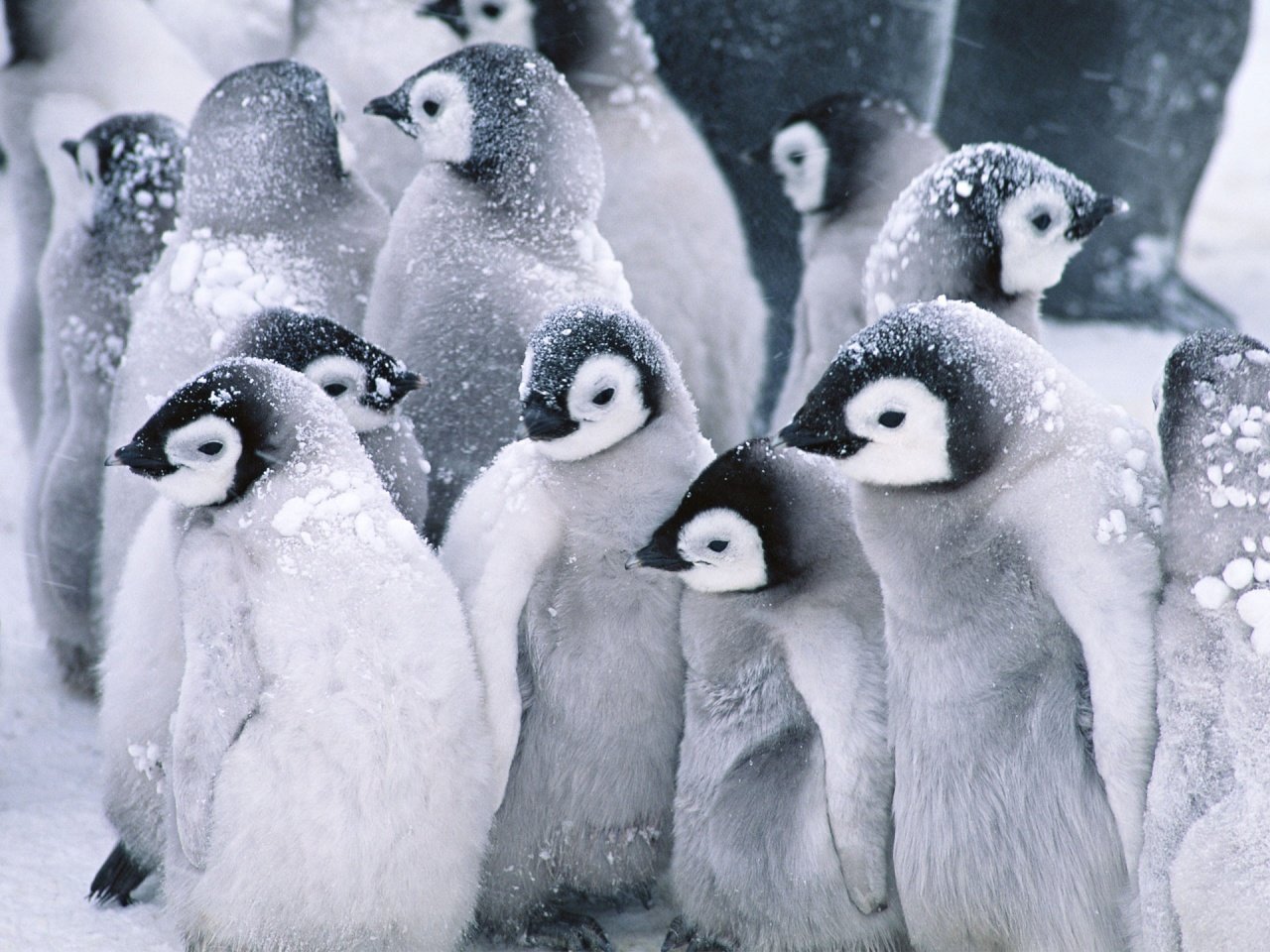 Free download Penguin wallpaper ID:149263 hd 1280x960 for PC