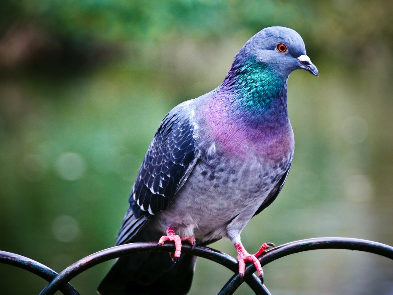 Free Pigeon high quality background ID:212300 for hd 1280x960 computer