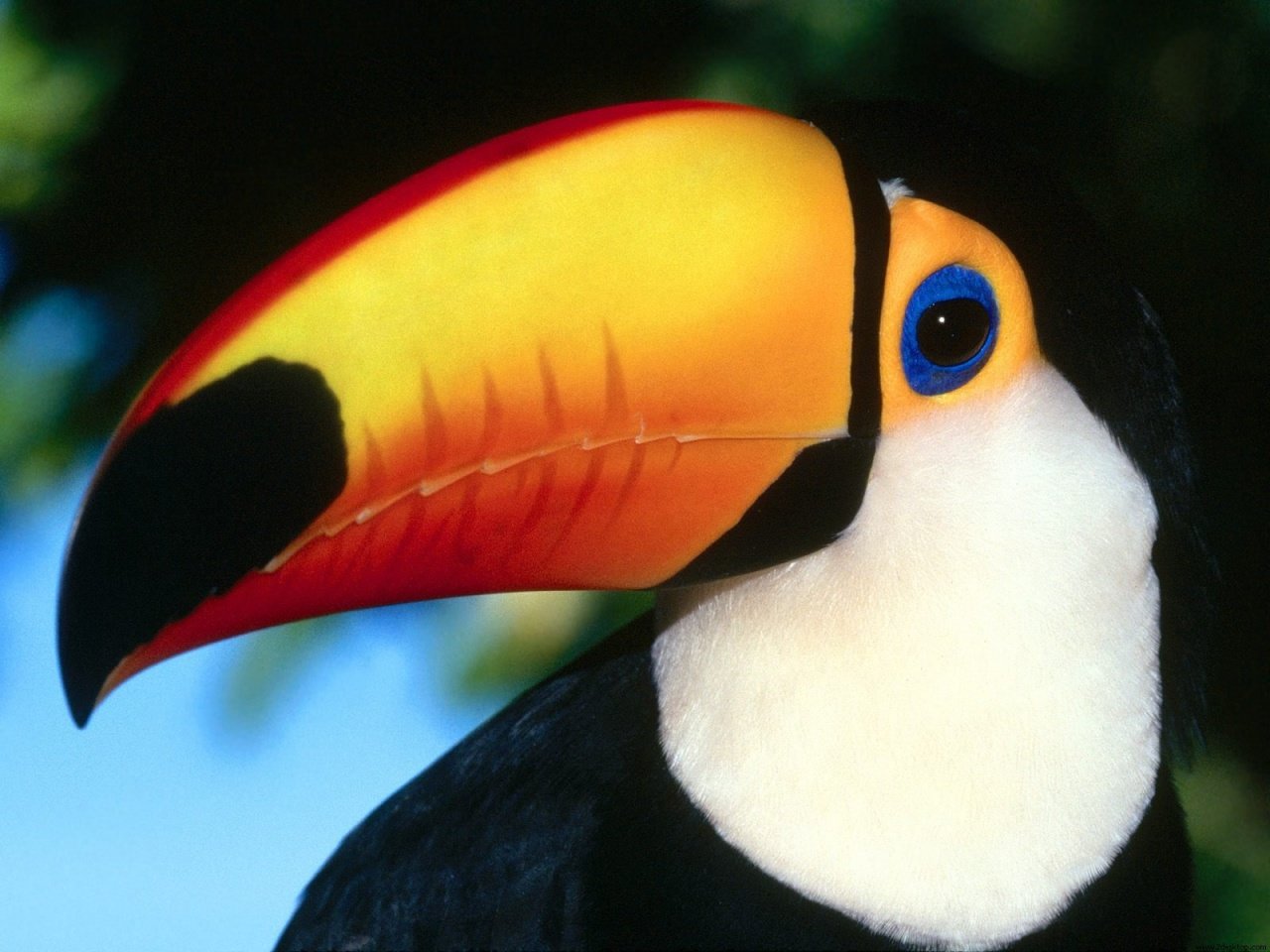 Free download Toucan background ID:57319 hd 1280x960 for computer