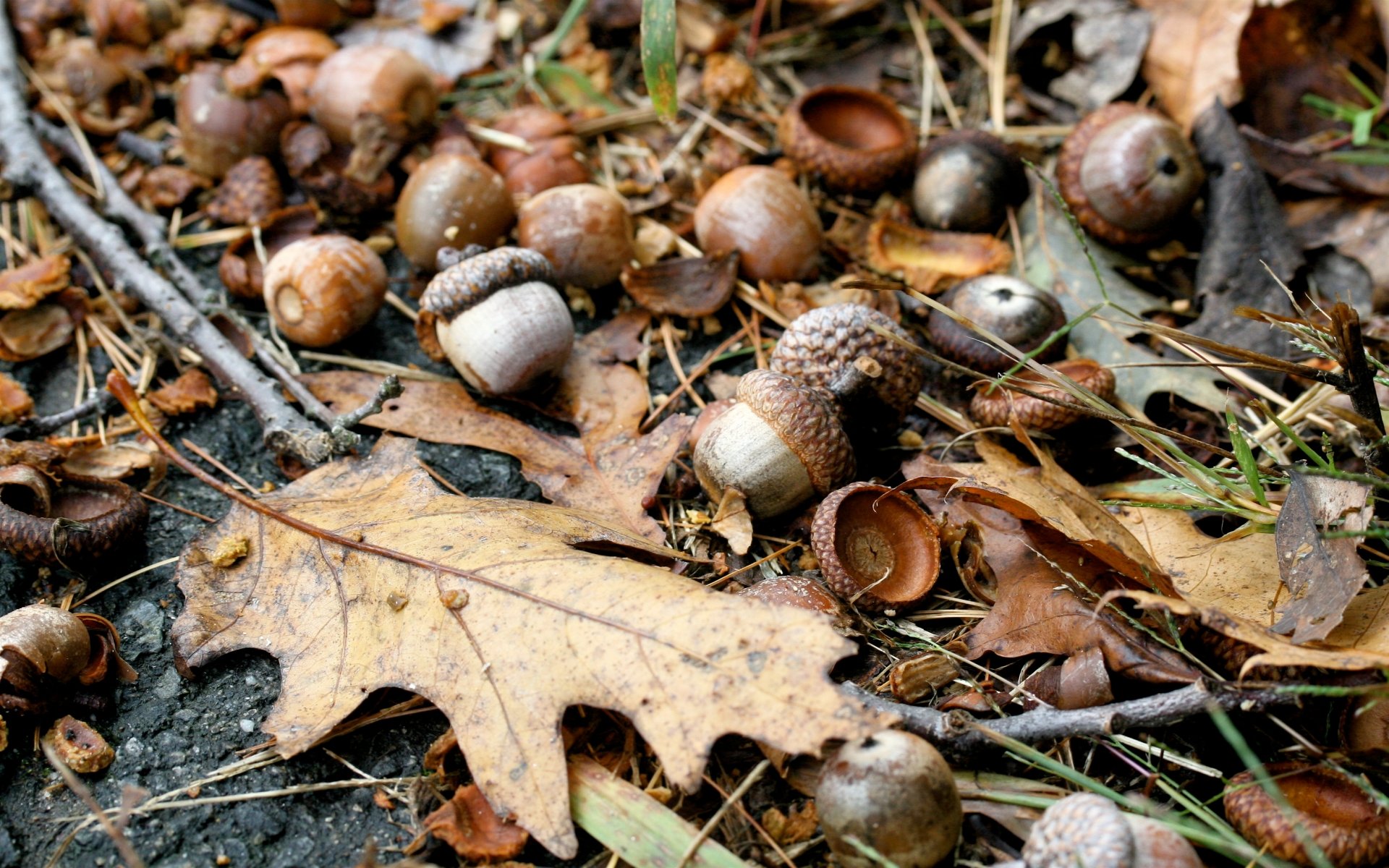 High resolution Acorn hd 1920x1200 background ID:391569 for PC