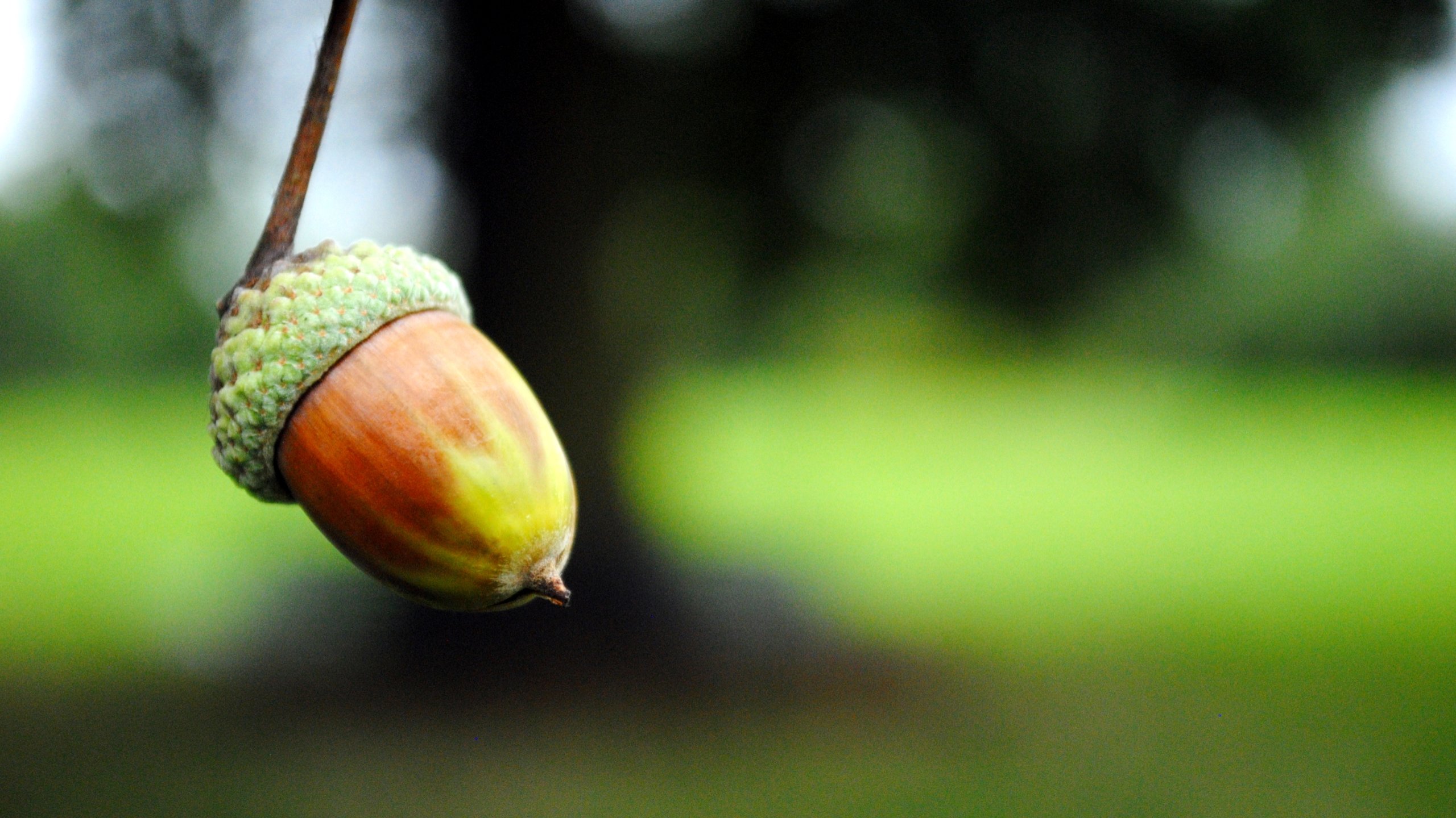 Best Acorn background ID:391567 for High Resolution hd 2560x1440 PC