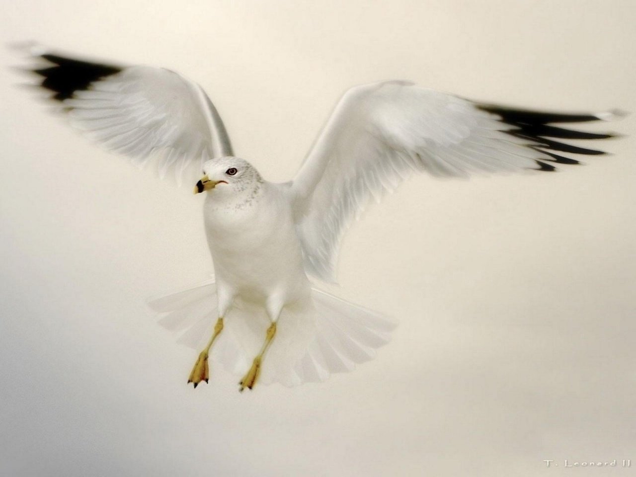 High resolution Seagull hd 1280x960 background ID:66904 for desktop