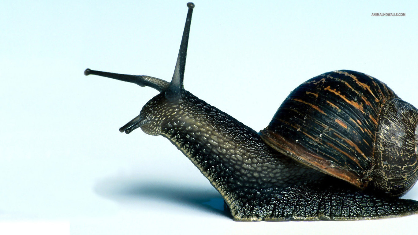 Free Snail high quality wallpaper ID:198789 for laptop computer