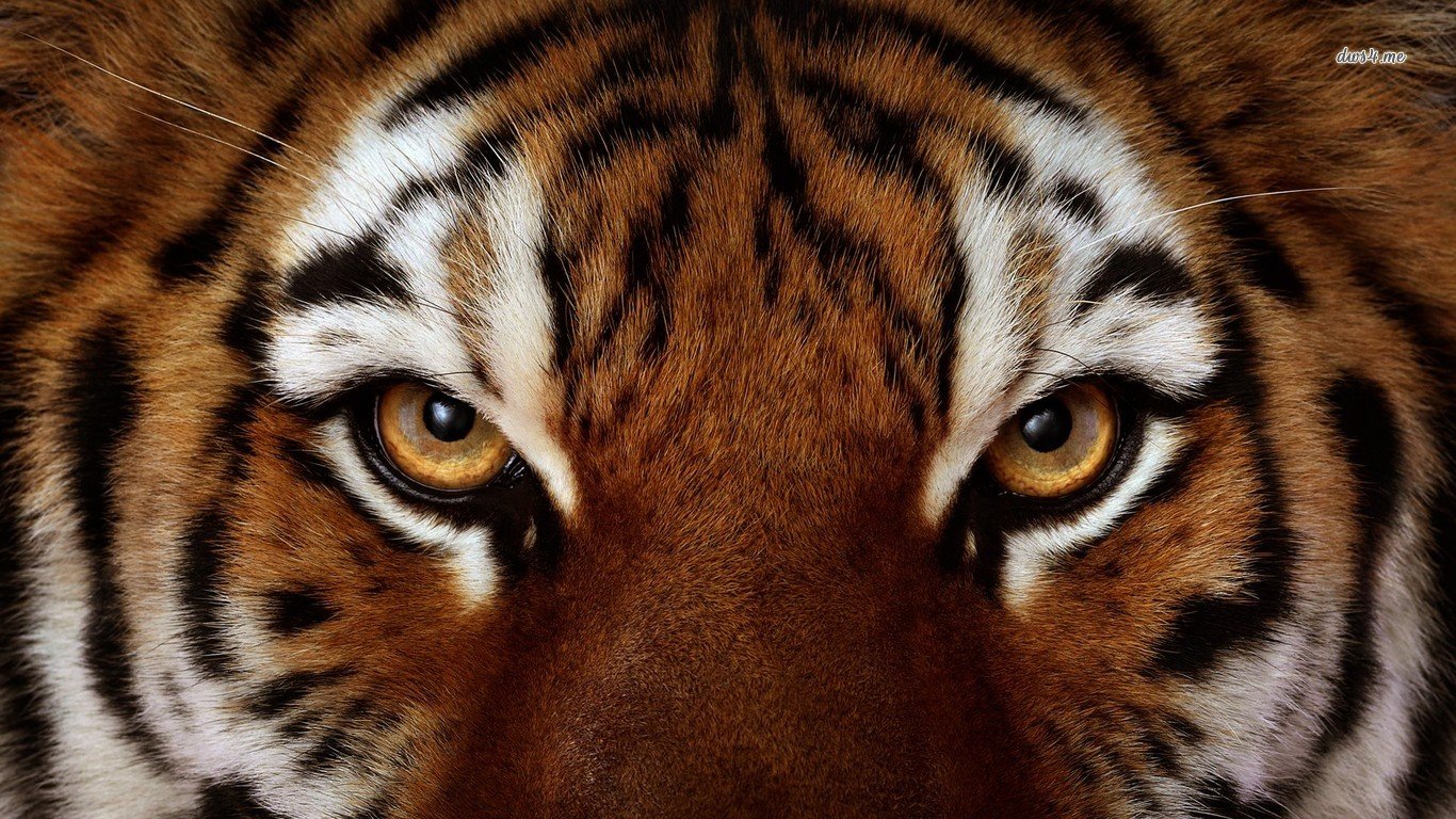 Download laptop Tiger PC background ID:115739 for free