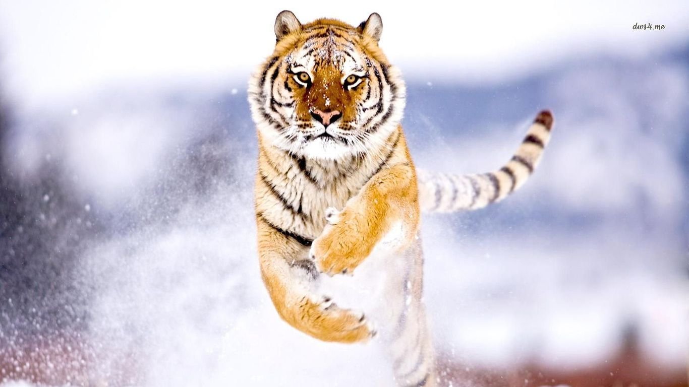 Angry Animal Tiger | HD Wallpapers