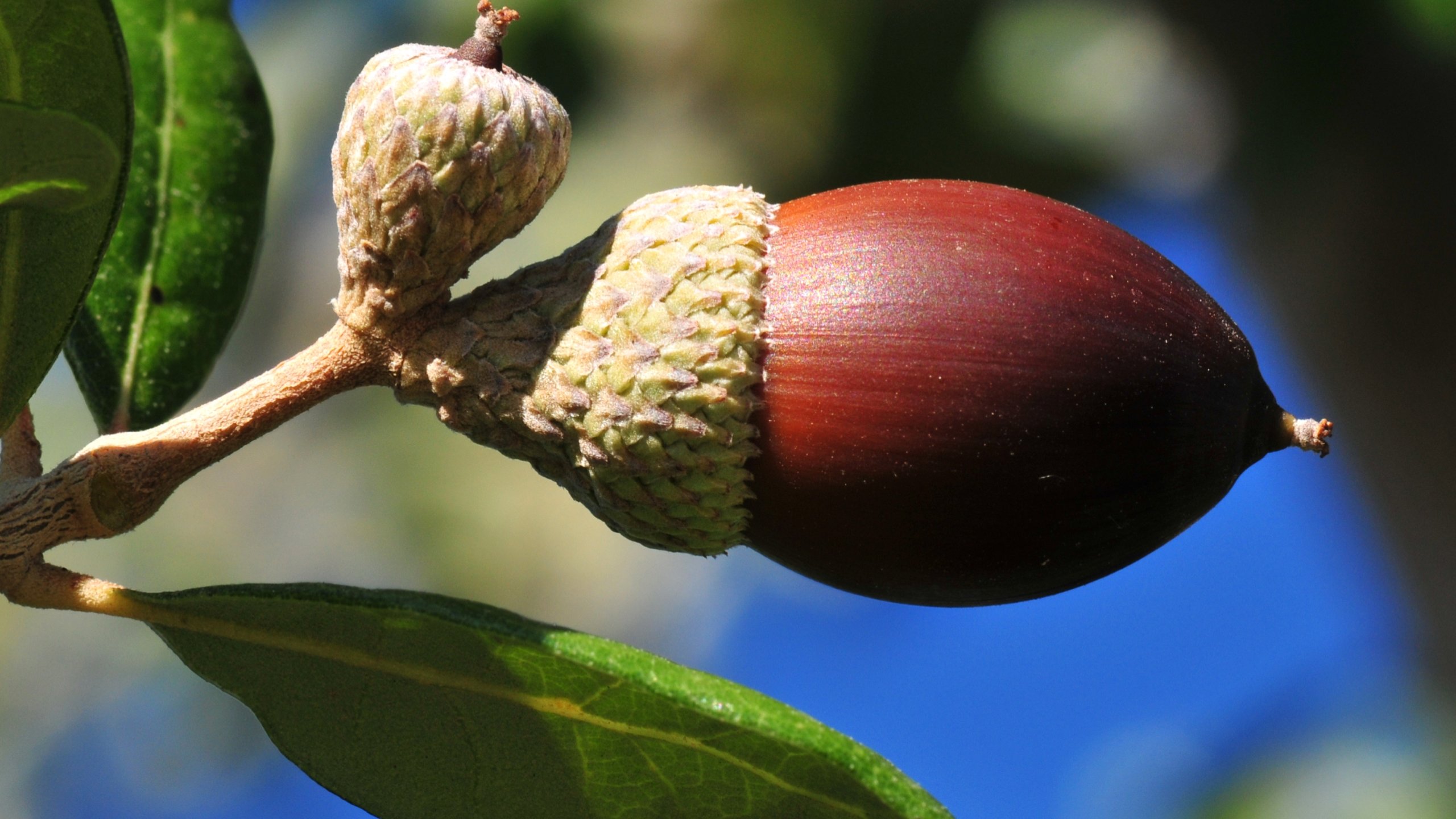 Free download Acorn background ID:391571 hd 2560x1440 for PC