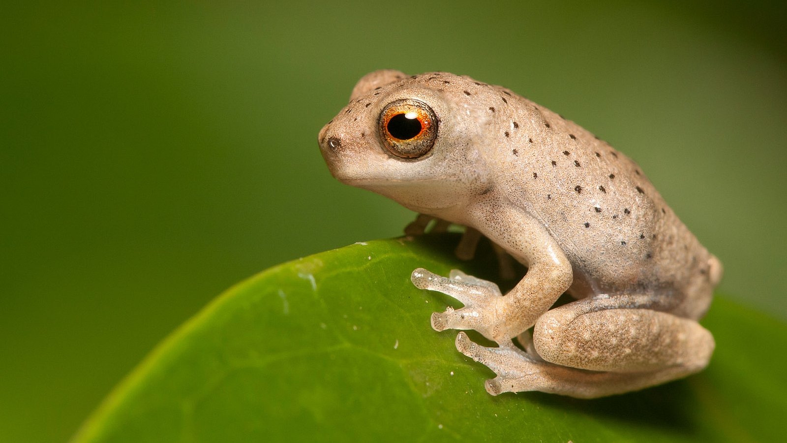 Free download Frog wallpaper ID:328781 hd 1600x900 for PC