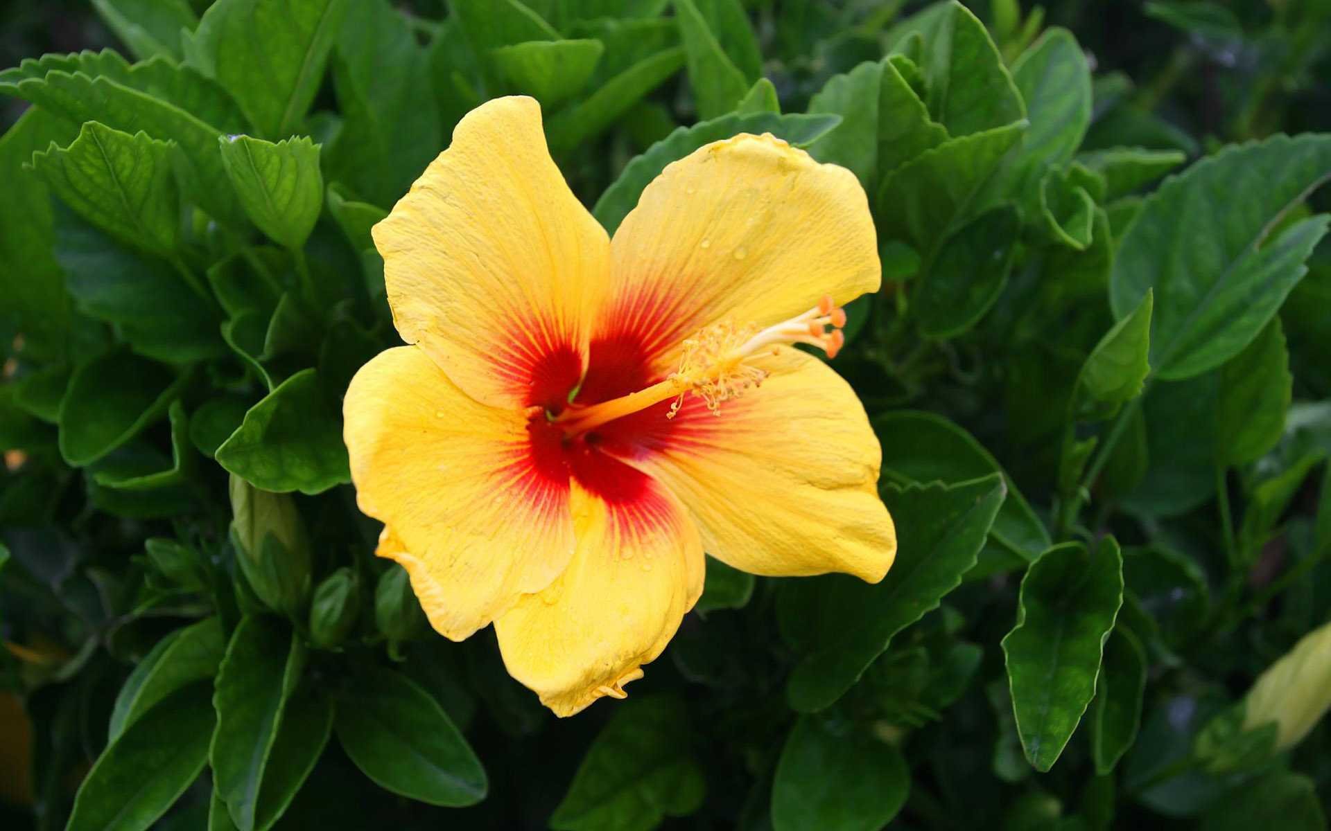 Free Hibiscus high quality background ID:24429 for hd 1920x1200 PC