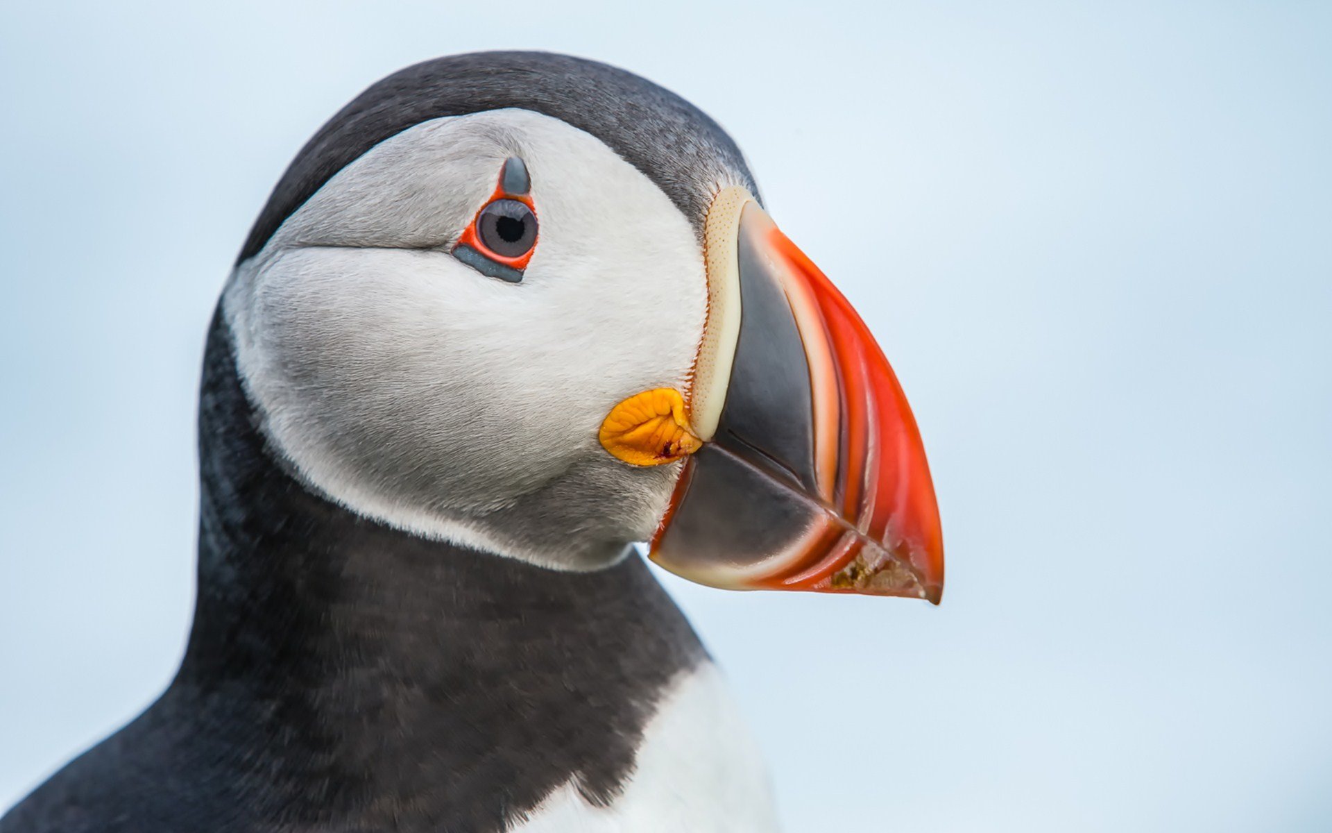 High resolution Puffin hd 1920x1200 wallpaper ID:193196 for computer