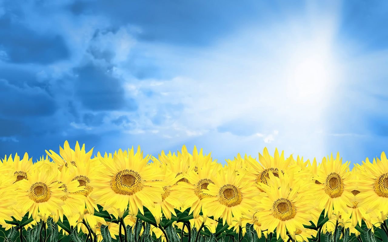 Download hd 1280x800 Sunflower desktop wallpaper ID:226533 for free