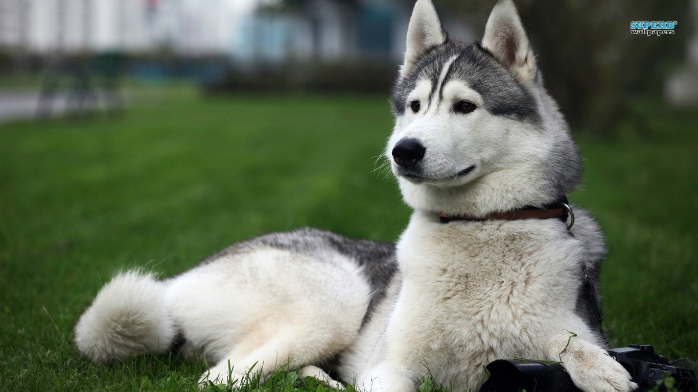 Awesome Husky free wallpaper ID:198347 for 1366x768 laptop computer