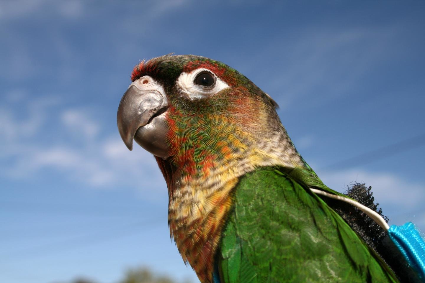 Download hd 1440x960 Parrot computer wallpaper ID:25749 for free