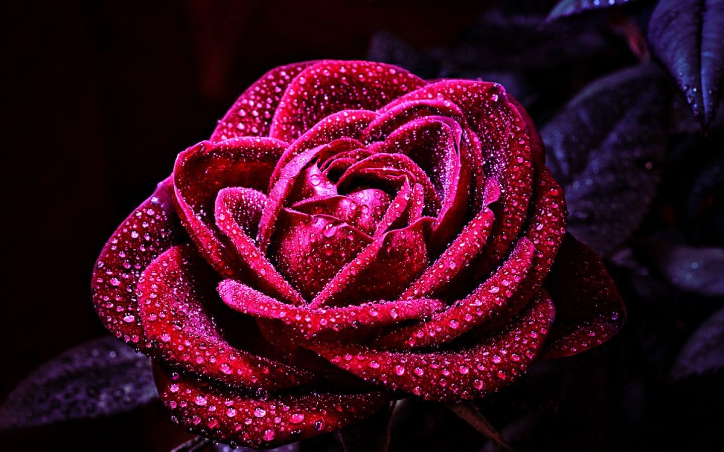 Best Rose background ID:473207 for High Resolution hd 1440x900 PC