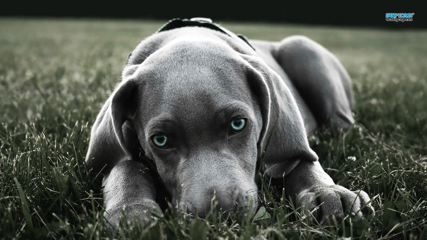 Awesome Weimaraner free wallpaper ID:9637 for laptop PC
