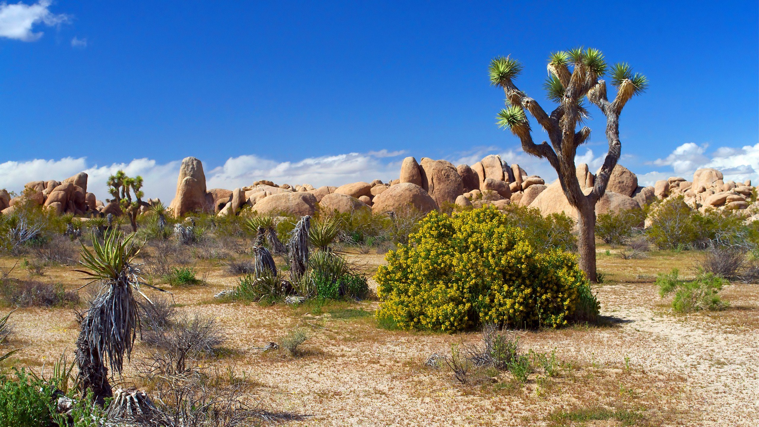 Free Desert high quality background ID:225868 for hd 2560x1440 PC