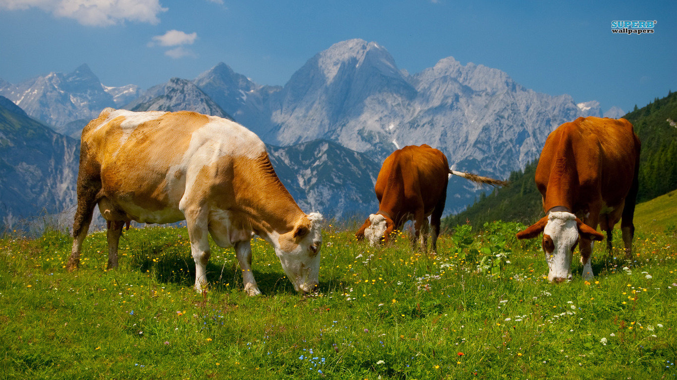 Free download Cow background ID:466931 1366x768 laptop for computer