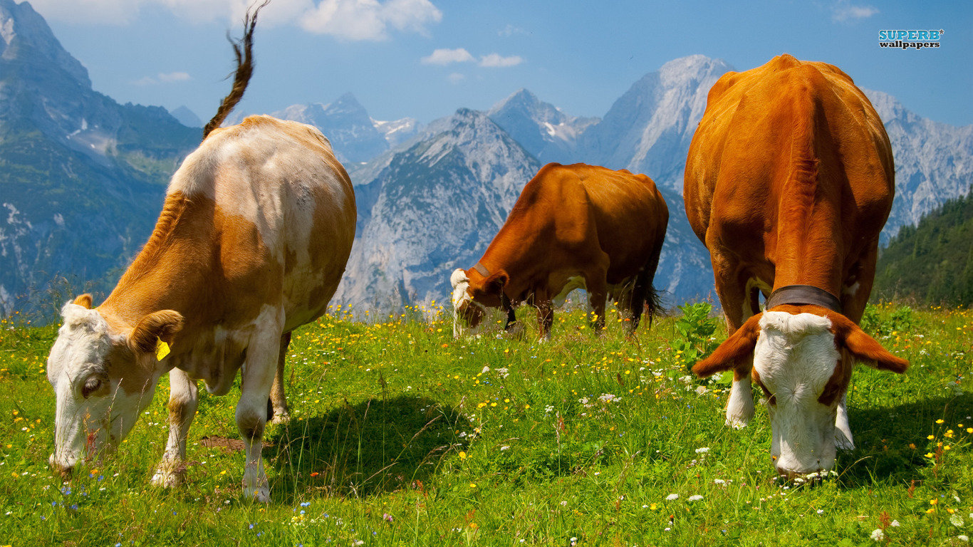 Awesome Cow free wallpaper ID:466859 for hd 1366x768 desktop