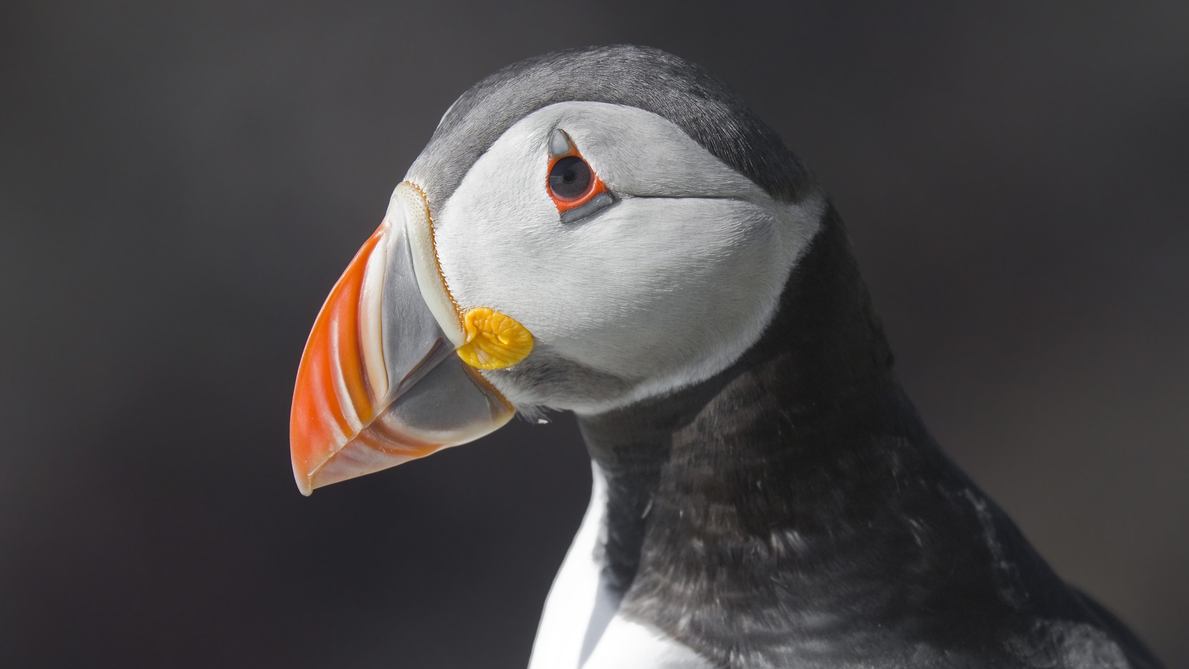 Best Puffin wallpaper ID:193179 for High Resolution uhd 4k computer