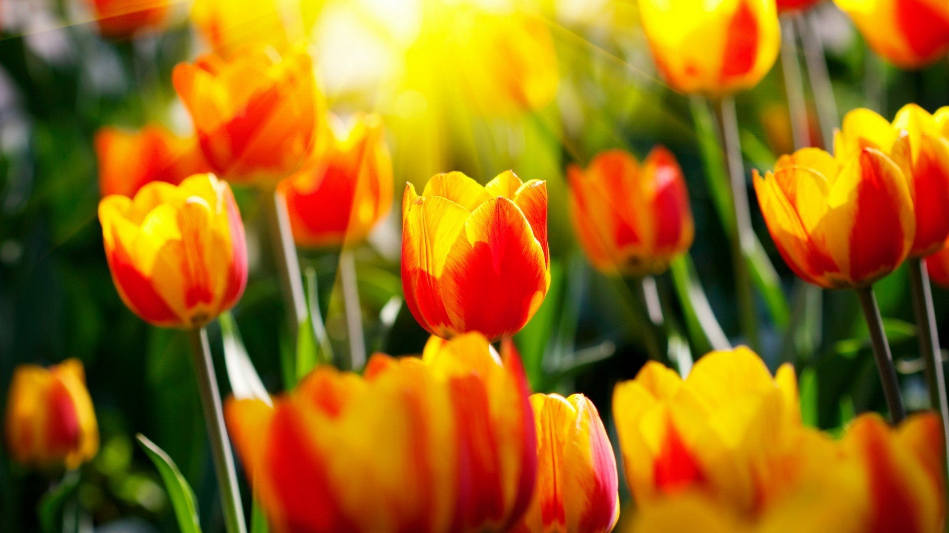 Download hd 1080p Tulip computer wallpaper ID:157669 for free