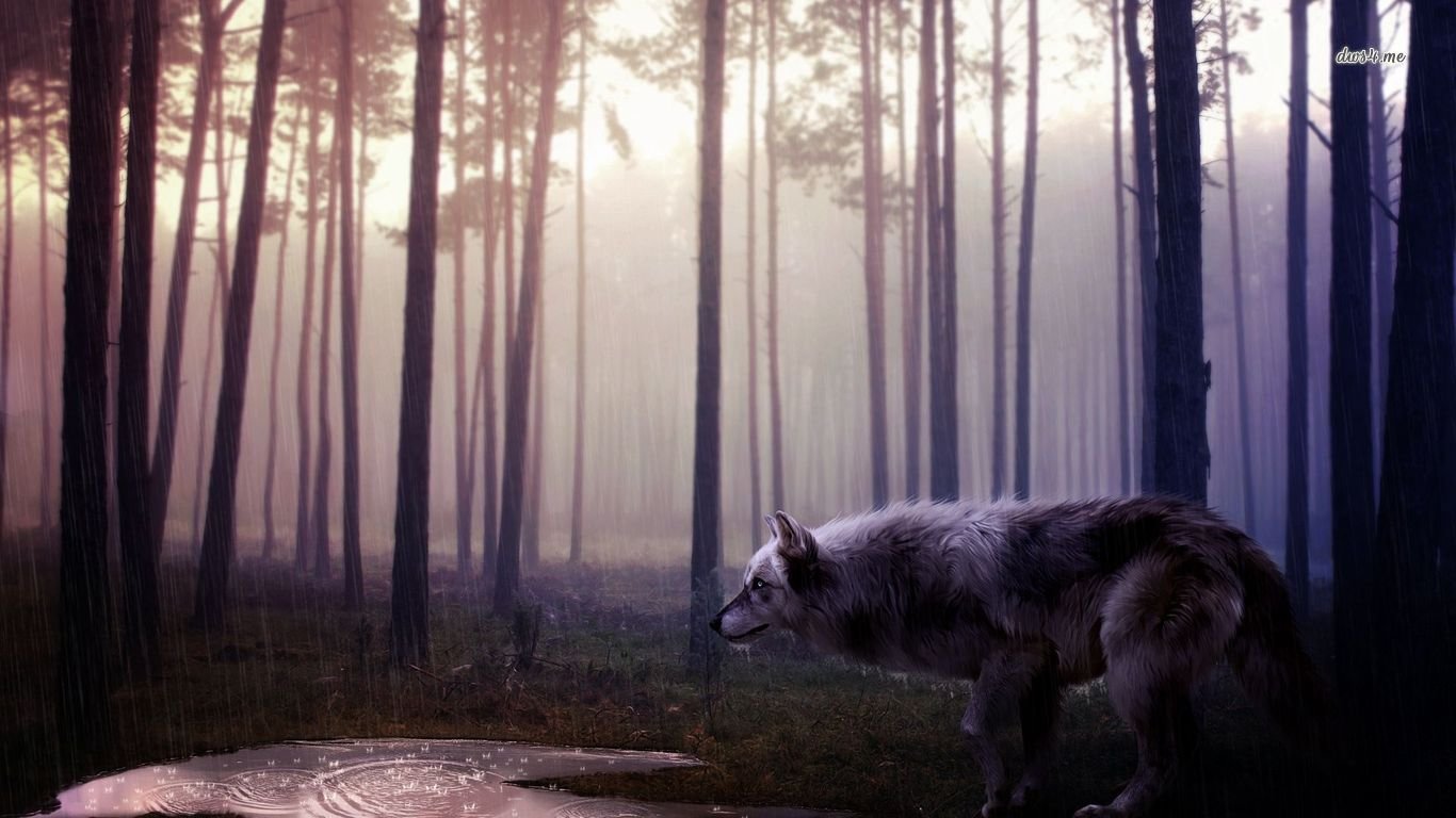 Free Wolf high quality background ID:117904 for 1366x768 laptop computer
