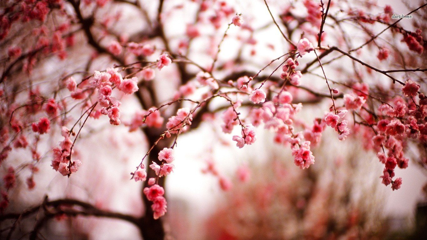 Awesome Blossom free wallpaper ID:332698 for 1366x768 laptop PC