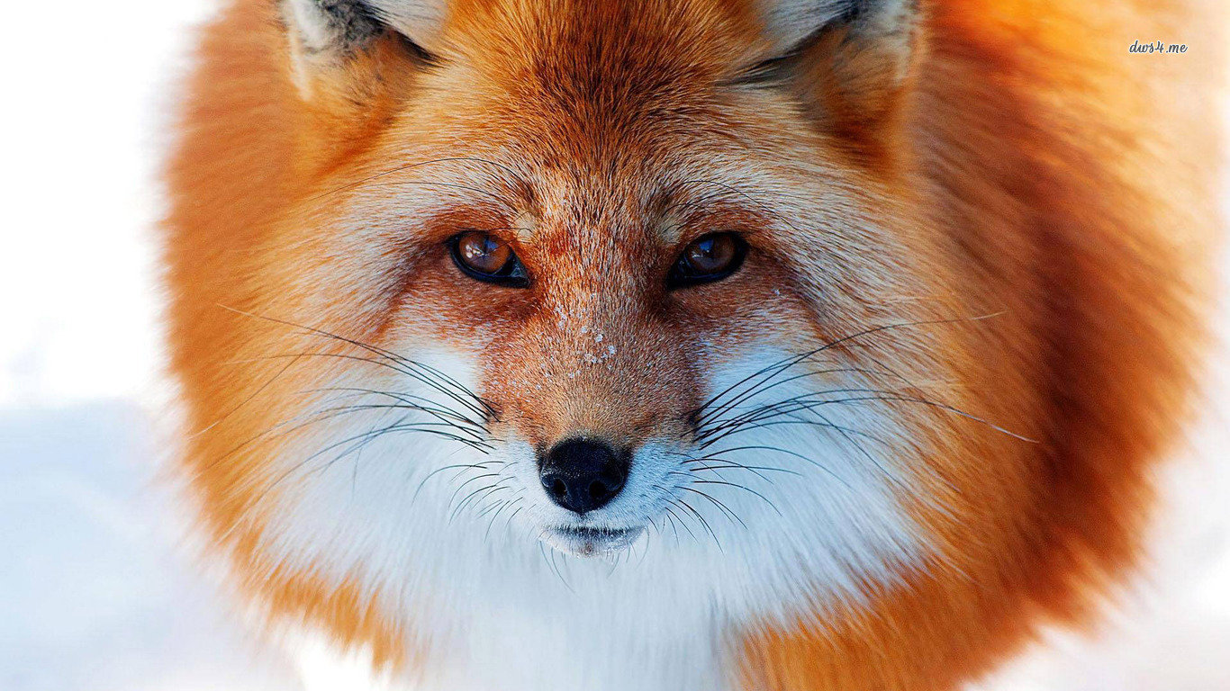 Free download Fox wallpaper ID:58957 laptop for PC