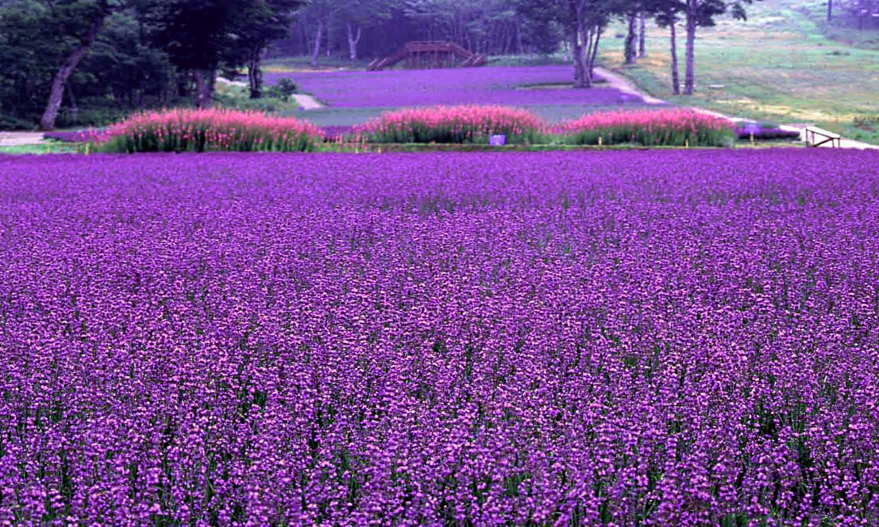 High resolution Lavender hd 1280x768 background ID:67410 for PC